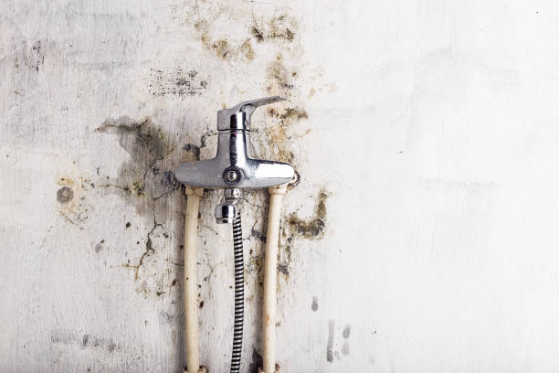 Best Local Mold Removal Service  in Maxton, NC
