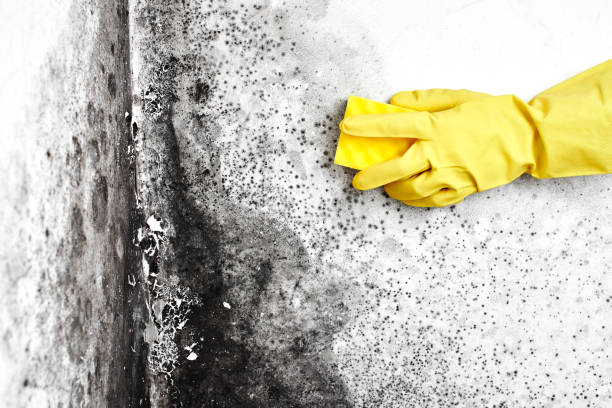 Mold Testing and Removal in Maxton, NC