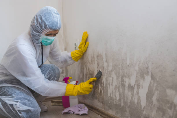 Best Mold Removal Company Near Me  in Maxton, NC
