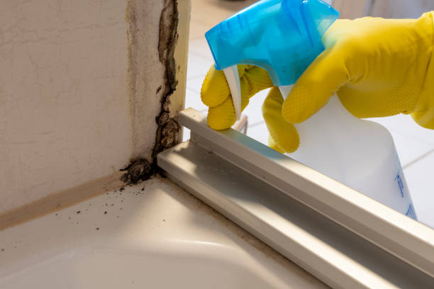 Best Attic Mold Removal  in Maxton, NC