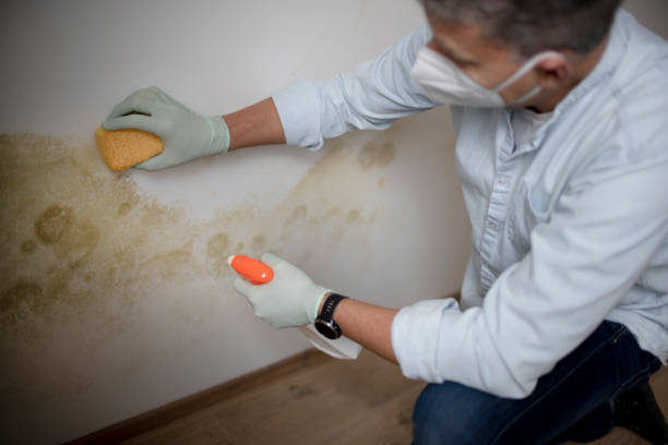 Best Office Mold Removal Services  in Maxton, NC