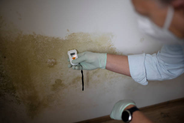 Best Certified Mold Removal  in Maxton, NC