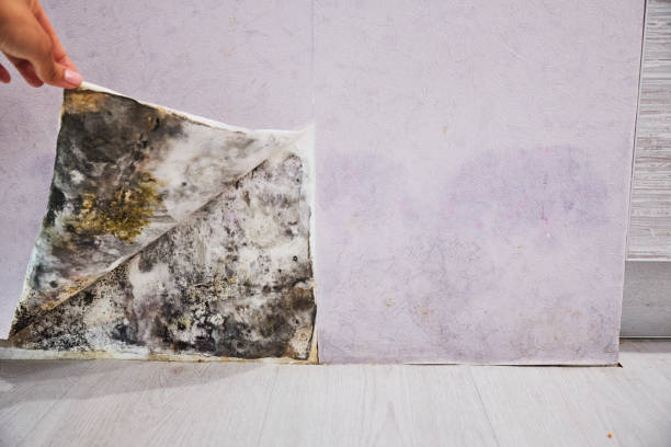 Best Toxic Mold Removal  in Maxton, NC